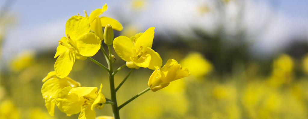 Burgundy's mustard fields are in bloom